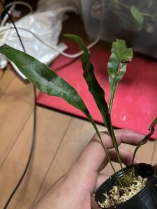 [NM] Lepisorus cf. obscure-venulosus 2500m Heping ノキシノブ 原種 熱帯植物 山野草