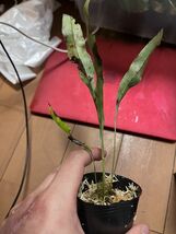 [NM] Lepisorus cf. obscure-venulosus 2500m Heping ノキシノブ 原種 熱帯植物 山野草_画像3