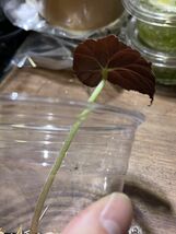 [NM] Begonia sp. Chiang Mai ベゴニア 原種 熱帯植物_画像2