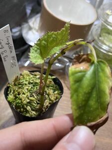 [NM] Begonia longifolia Wiang Pa Pao ベゴニア 原種 熱帯植物