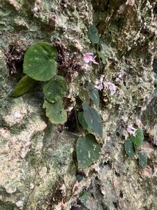 [NM] Begonia sp. Trung Kanh, Cao Bang ベゴニア 熱帯植物 原種