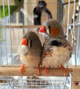 有精卵 食用 卵　錦花鳥　キンカチョウ　3個