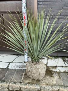 【ユッカ・ロストラータ＊Yucca rostrata】め