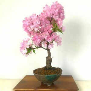 盆栽 桜 かっこいい 牡丹桜 3月下旬開花 太幹 樹齢6年 八重桜 八重咲