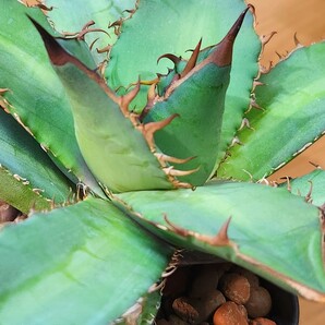 アガベ チタノタ No.1 agave titanotaの画像4