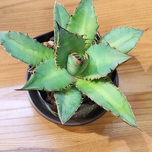 アガベ チタノタ No.1 agave titanotaの画像5