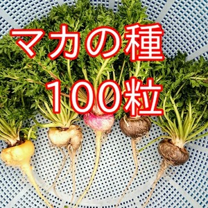 マカの種　100粒