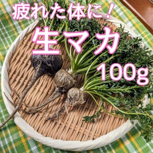 【希少野菜！】生マカ 100g【疲れた体に！】