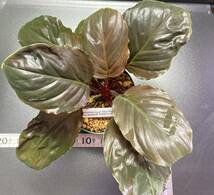 Homalomena sp. Red leaf from Kalbar 【AZ0823-2】　　 ホマロメナ　レッドリーフ　赤系　天鵞絨　 _画像3