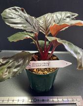 Homalomena sp. Red leaf from Kalbar 【AZ0823-2】　　 ホマロメナ　レッドリーフ　赤系　天鵞絨　 _画像1