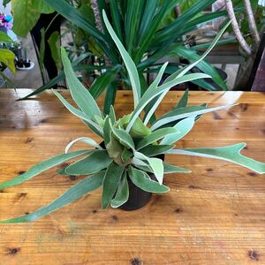 5 size * staghorn fern * Bay chi-* decorative plant Platycerium * beach 