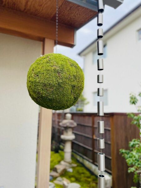 特大苔玉　オーダーメイド　店舗ディスプレイ