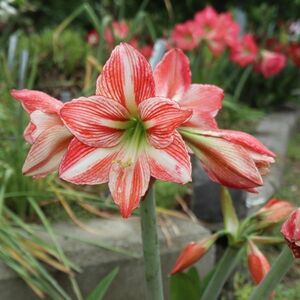  Mini amaryllis . distribution 20516RW middle small lamp 5 lamp =150g no. 4 kind mail shipping 240 jpy 