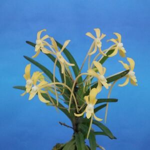  способ орхидея желтый цветок 916 богатство и знатность орхидея fu Ran стоимость доставки 130 иен 