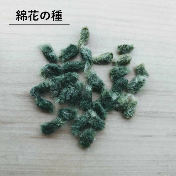 無農薬栽培 綿花の種 薄緑 30粒