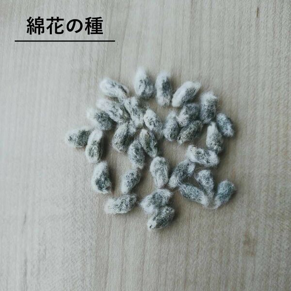 無農薬栽培　綿花の種　洋綿白　30粒