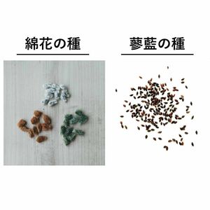 無農薬栽培　綿花の種＆蓼藍の種　セット