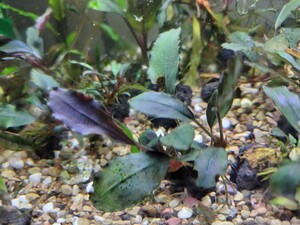 Bucephalandra sp. Theia Purple 　ブセファランドラ sp.ティアパープル 　水中葉　溶岩石活着