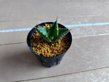 アガベ チタノタ シーザー　Agave Titanota Caesar　 鉢植え　_画像4