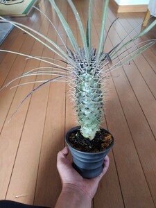 塊根植物 パキポディウム ゲアイー Pachypodium geayi 屋内陶器鉢植え