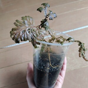 セラギネラ ウェルデノウィ Selaginella willdenowii from Malaysiaの画像6