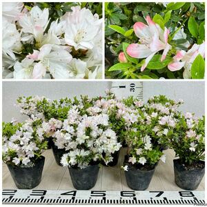 [ Kurume azalea rejina4 number pot 11 pot set . season for reality goods sale free shipping ]