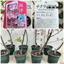 【河津桜　苗木 　8株セット　5号鉢　現品　送料無料】_画像2