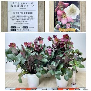 【クリスマスローズ鉢　氷の薔薇　メルロー　5鉢セット　5号　現品　送料無料】