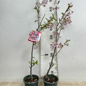 【河津桜 苗木  8株セット 5号鉢 現品 送料無料】の画像8