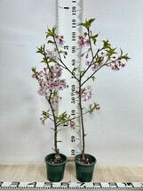 【河津桜　苗木 　8株セット　5号鉢　現品　送料無料】_画像5