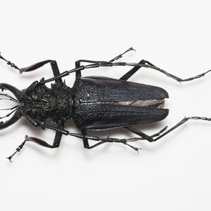 Psalidognathus cf. superbus 73-74mmの大型個体 ペルー ツヤケシオニノコギリカミキリの画像2