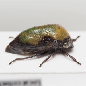 ペルーのツノゼミ Neotynelia sp.?