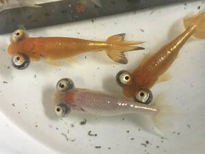 ★☆PURE金魚★感謝セール★国産　頂天眼（素赤）　３匹　養魚場ブリード　今年は国産が少ないです　希少！ 養魚場直送 当歳です☆★