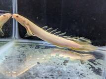 PURE熱帯魚★ 即決！ポリプテルス ロングフィンアルビノセネガルス 1匹 長いヒレと赤い目が特徴的！飼育もしやすいです。_画像3