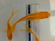 PURE金魚★ レモンコメット　３匹　人気の黄色いコメット　自家ブリード・提携養魚場より直送！！_画像1