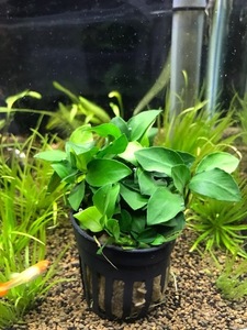 PURE water plants * super-discount Anubias petie1 pot super-discount sale! limitation number . end!
