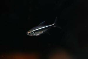 ** prompt decision! black neon Tetra 10 pcs same packing OK** robust . popular * group . make do . beautiful. 