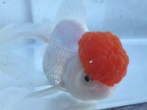 PURE金魚★品評会特価★国産上物 高頭丹頂 ３匹 約６ｃｍ～８ｃｍ 綺麗な丹頂 頭が綺麗に出ています！ 見事な丹頂 ！人気 Goodサイズ