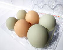 送料無料 卵販売 アローカナ 系ミックス雄雌 柵飼 放し飼い 平飼い 産みたて卵 有精卵 6個 食用 過熱用_画像5