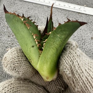 H76 緑犀牛 狂刺子株 激稀少 アガベ　チタノタ 多肉植物 