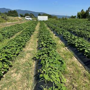 富山県南砺市産 完全無農薬栽培べにはるか約10kgの画像4