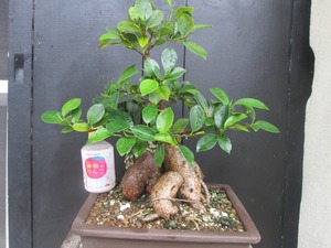 **gaju maru .....** height of tree : approximately 36cm