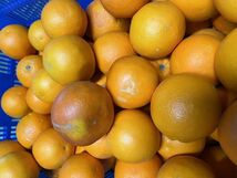 ブラッドオレンジ訳アリ　5キロ 　サイズ混合　和歌山県産ご自宅用　タロッコ品種_画像7