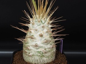 RR_光堂　パキポディウム　ナマクアナム　 ハーフマン/Pachypodium namaquanum/1株/実生苗