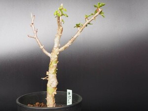 RR_希少種　コミフォラ・ワイティ　カンラン科香木　今年の新葉展開中/Commiphora wightii/1株/実生苗