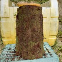 着生植物用　ヘゴ原木　　サイズ　　最大直径　32㎝　高さ　52㎝　重さ　17Kg　未使用_画像1