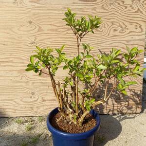 盆栽素材　マルバウツギ　9号鉢植　サイズ　横幅　50㎝　奥行　40㎝　高さ　75㎝　未使用