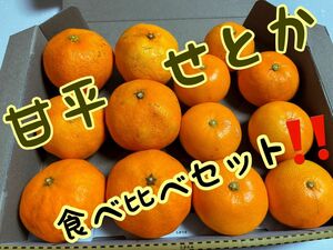 小玉甘平　小玉せとか　みかん　家庭用　2s-sサイズ　10〜15個1.2〜1.５キロ　愛媛産