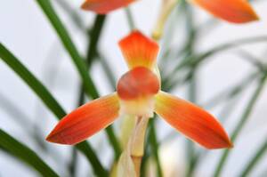 日本春蘭 濃紅花　花４　発色特良　山野草