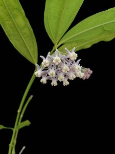 Hoya medinillifolia Kapuas Hulu, West Borneo